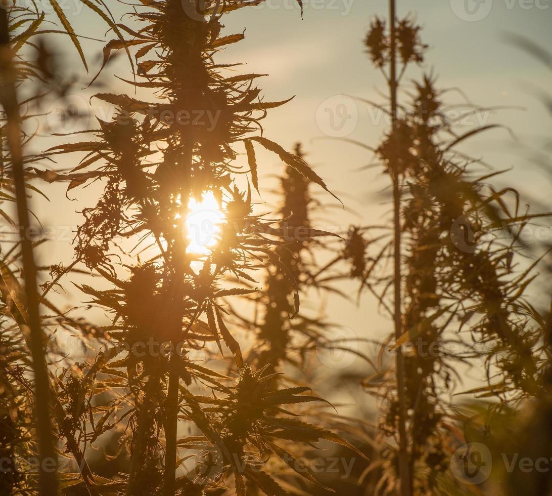 Field cultivated with Indian hemp photo