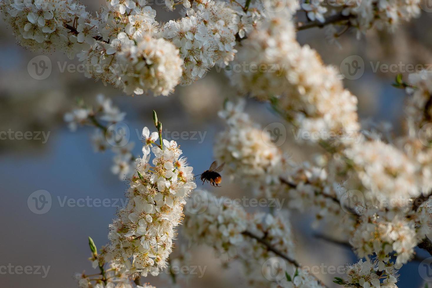 Flowering cherry tree photo