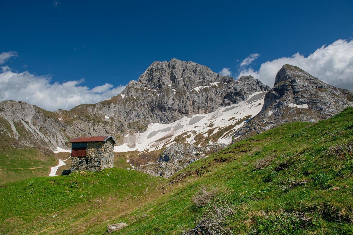 Flowery in the mountains photo