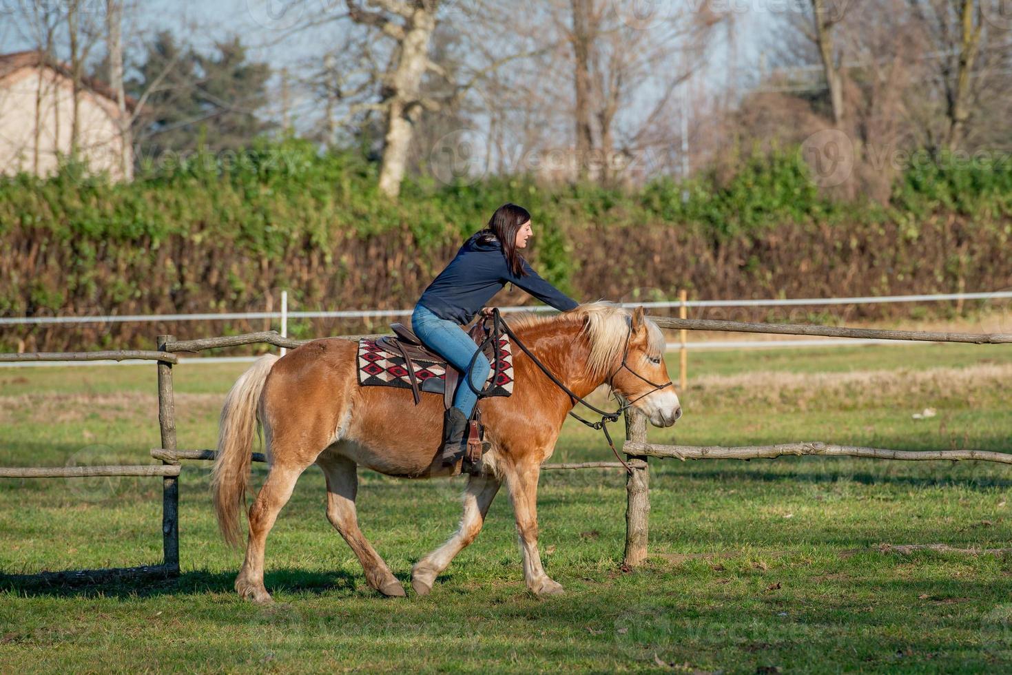 Horses run free photo