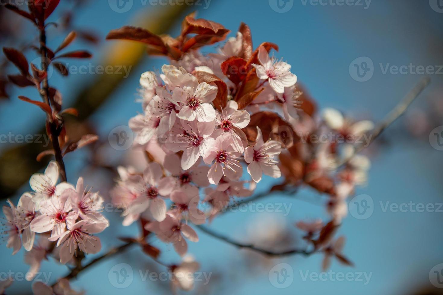 Peach tree bloomed in spring photo