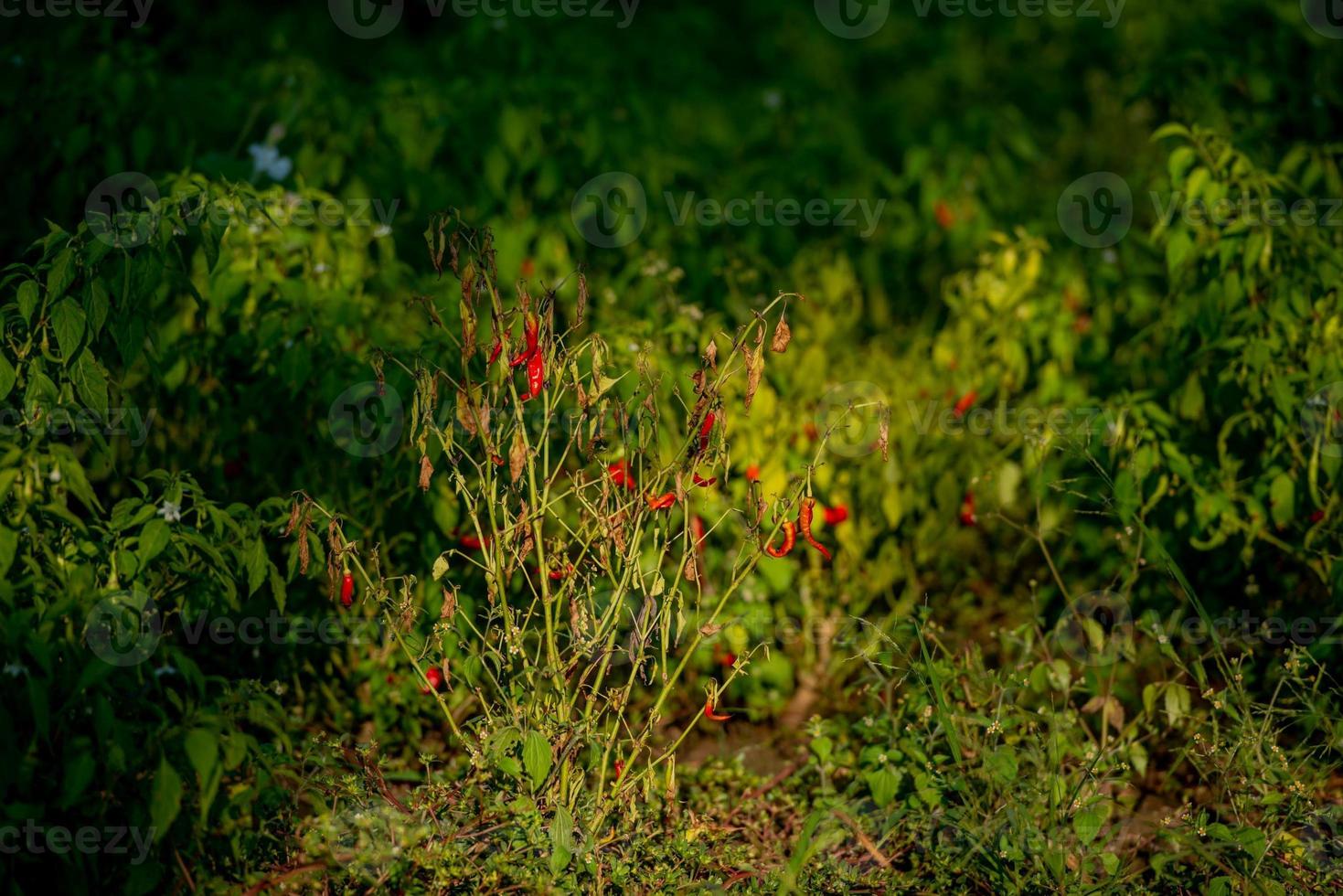 campo cultivado con chiles foto