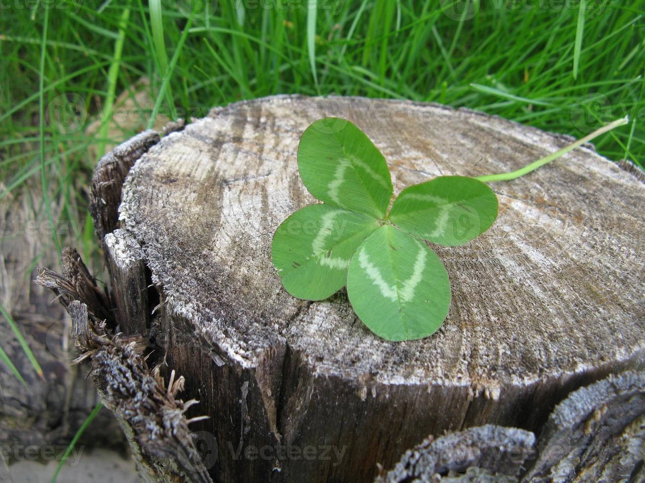 Four-leaf clover flower brings good luck photo