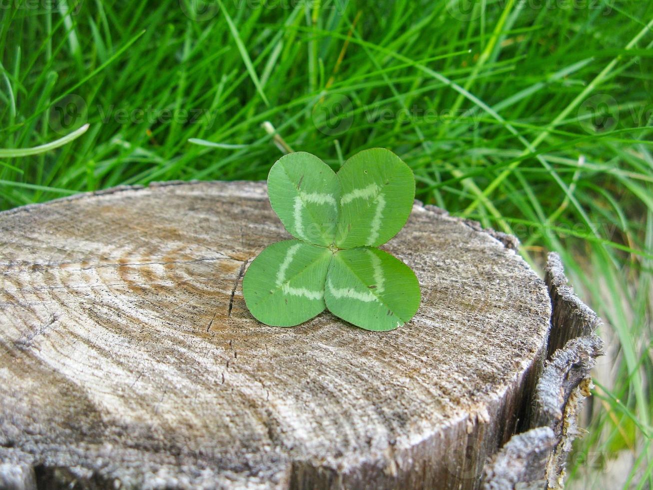 Four-leaf clover flower brings good luck photo