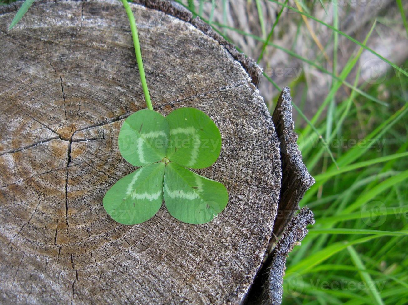 Four-leaf clover flower brings good luck photo