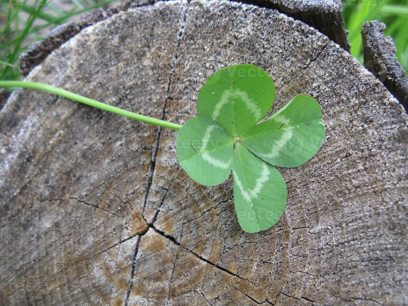 Four-leaf clover flower brings good luck photo