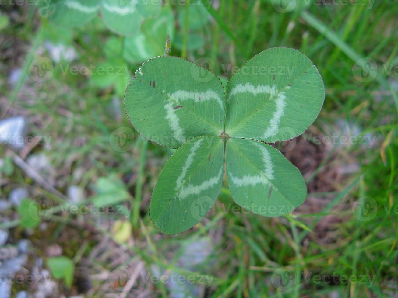 Four-leaf clover flower brings good luck photo