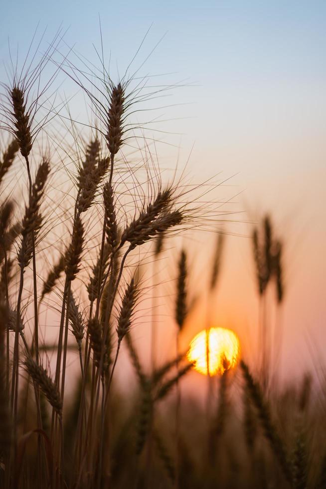 Golden wheat field with sunset background. photo