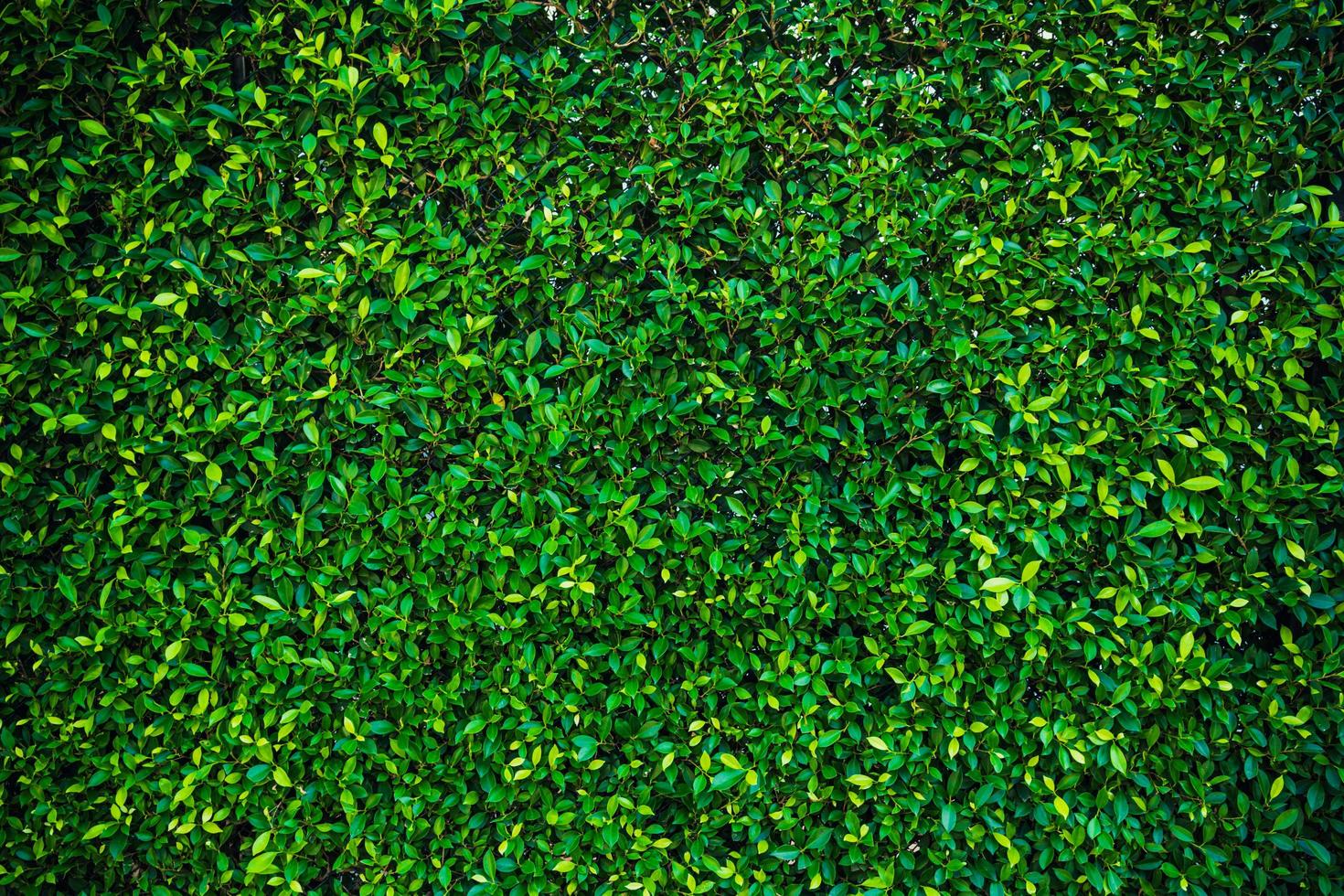 Green leaves wall for background. photo