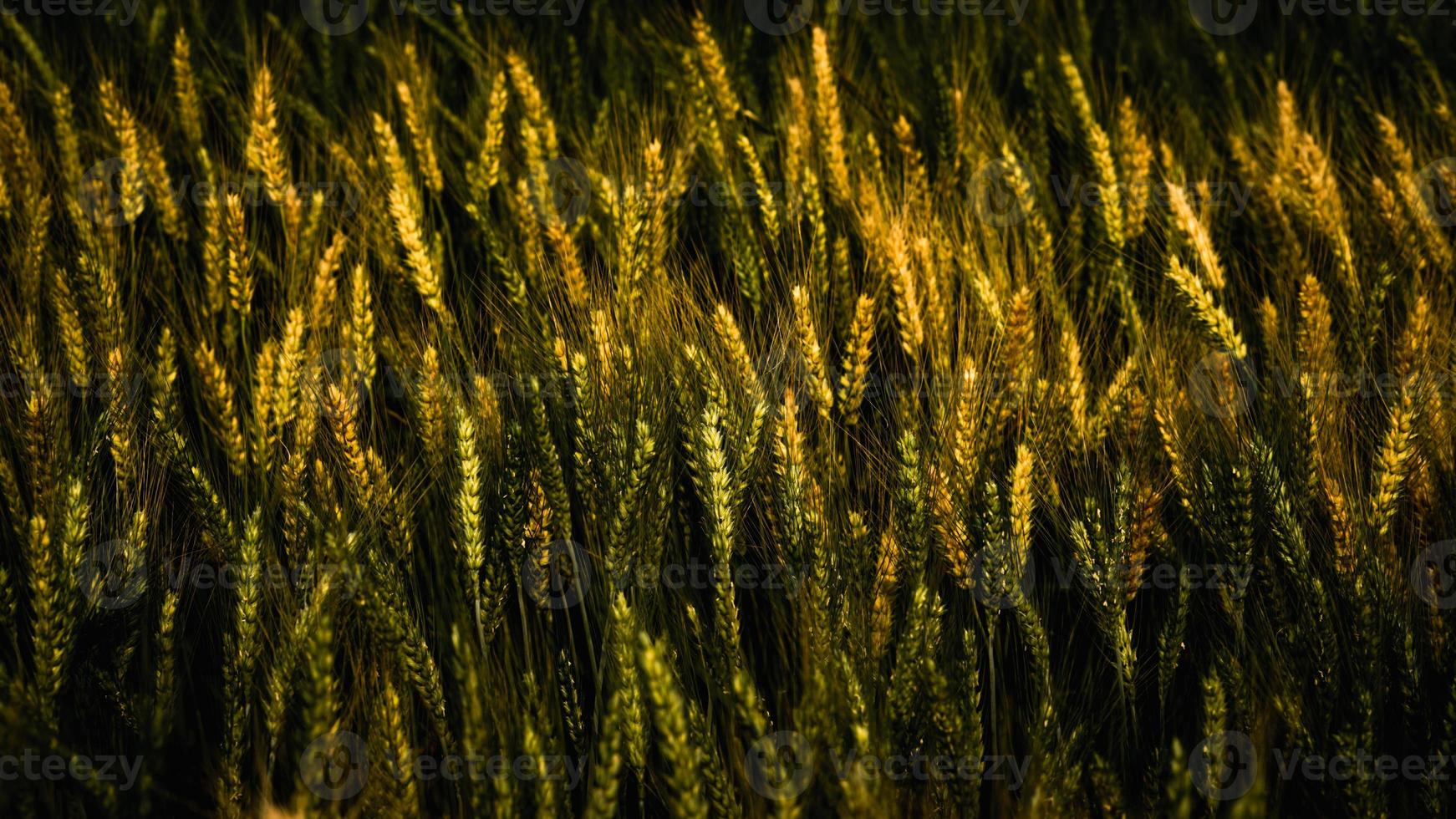 patrón de trigo dorado en la granja en verano. foto
