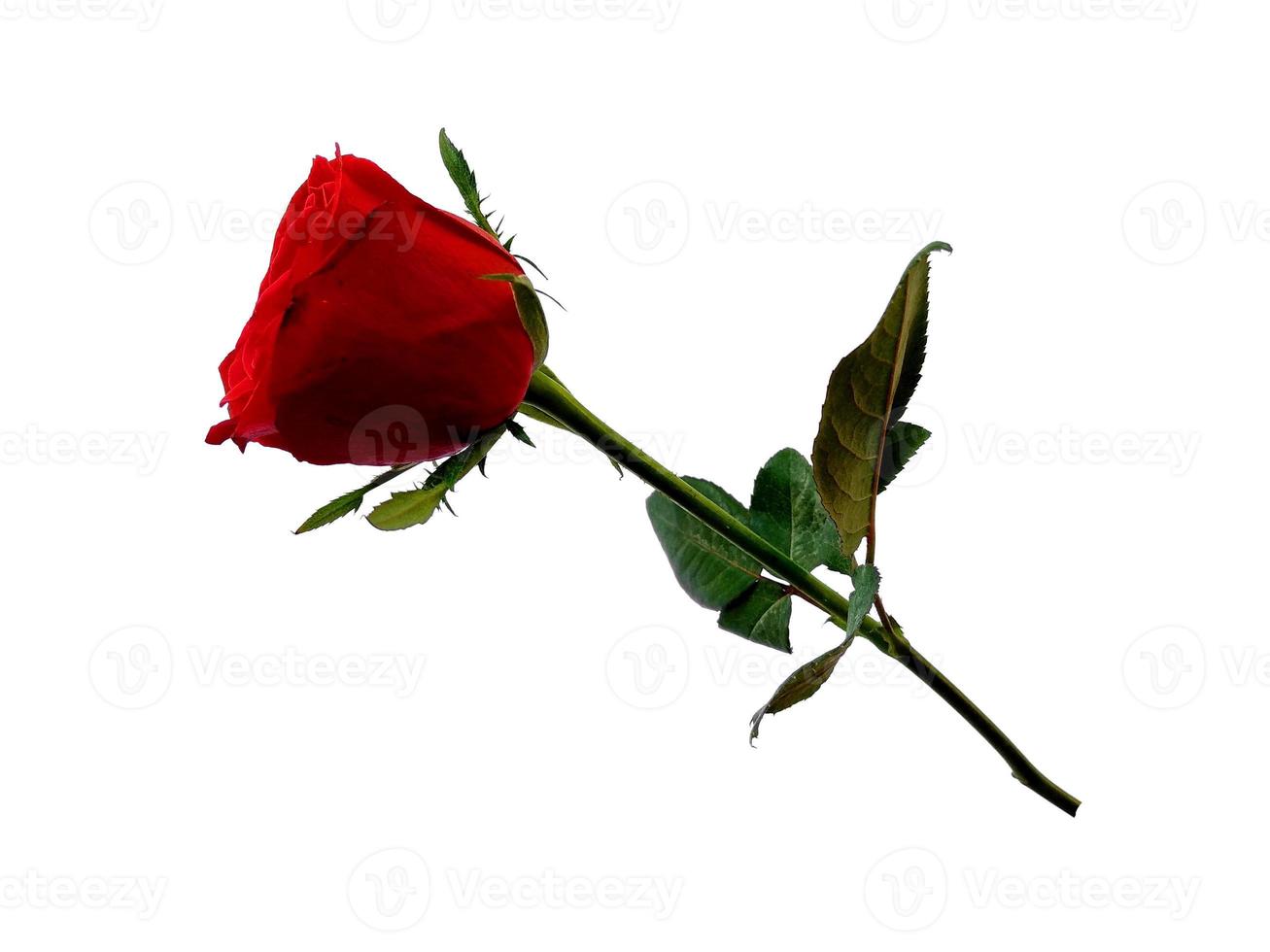 Red rose isolated on white background photo