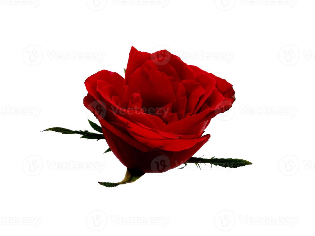 Red rose isolated on white background photo