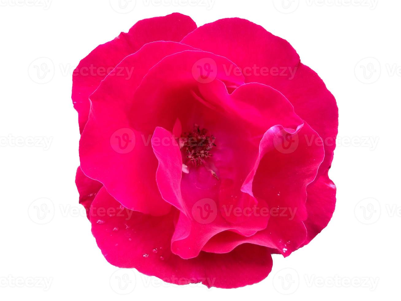 Red rose isolated on white background photo