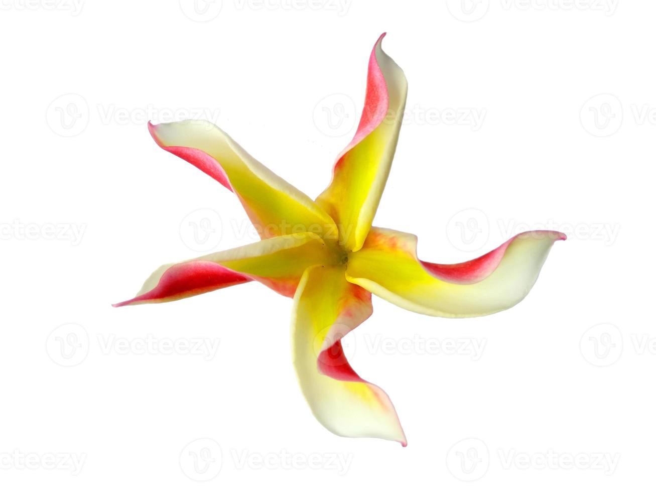 Plumeria or Frangipani flower isolated on white background photo