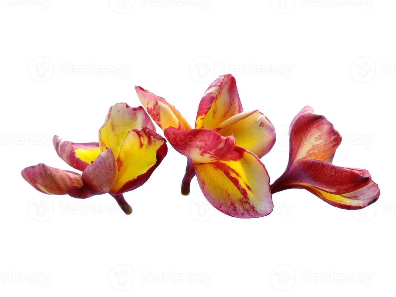 Plumeria or Frangipani flower isolated on white background photo