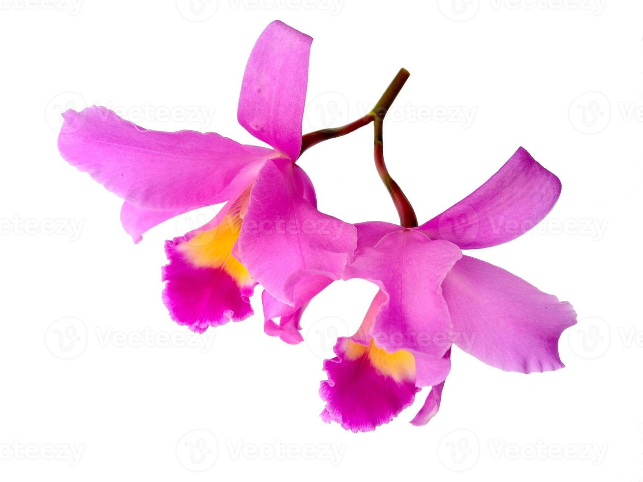 Hermosas flores de orquídeas Cattleya púrpura aisladas sobre fondo blanco foto