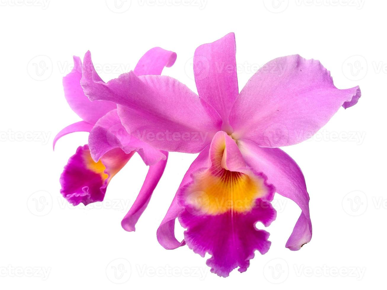 Hermosas flores de orquídeas Cattleya púrpura aisladas sobre fondo blanco foto