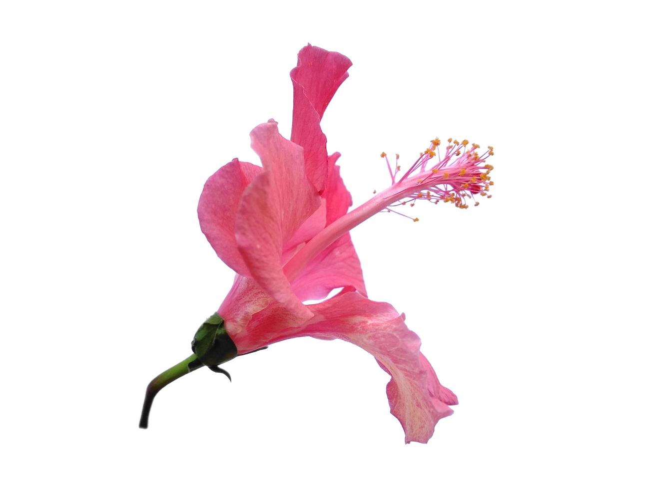 flor de cultivo de hibisco aislado sobre fondo blanco foto