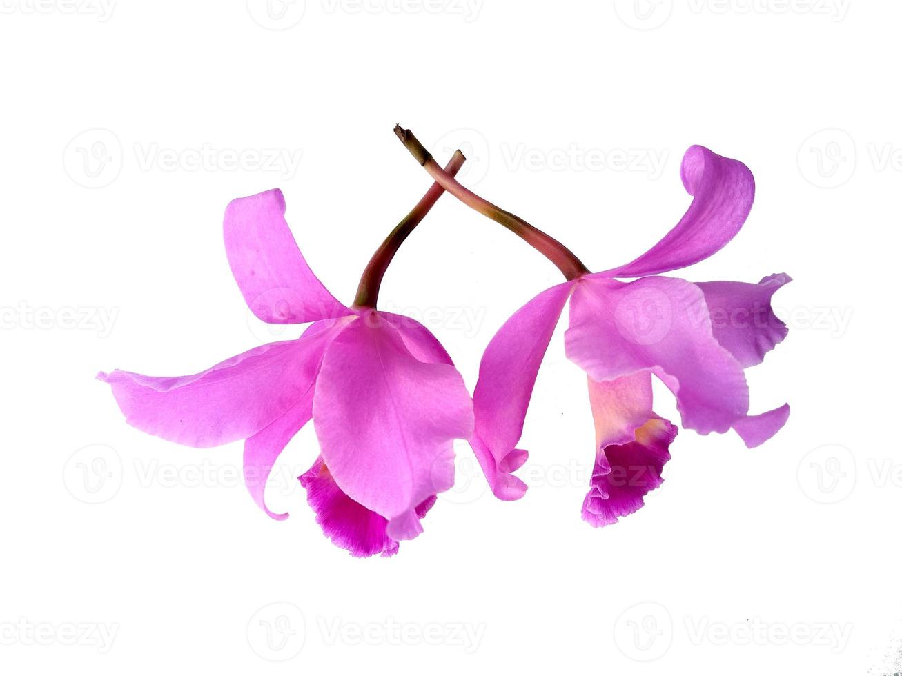 Beautiful purple Cattleya Orchid flowers isolated on white background photo