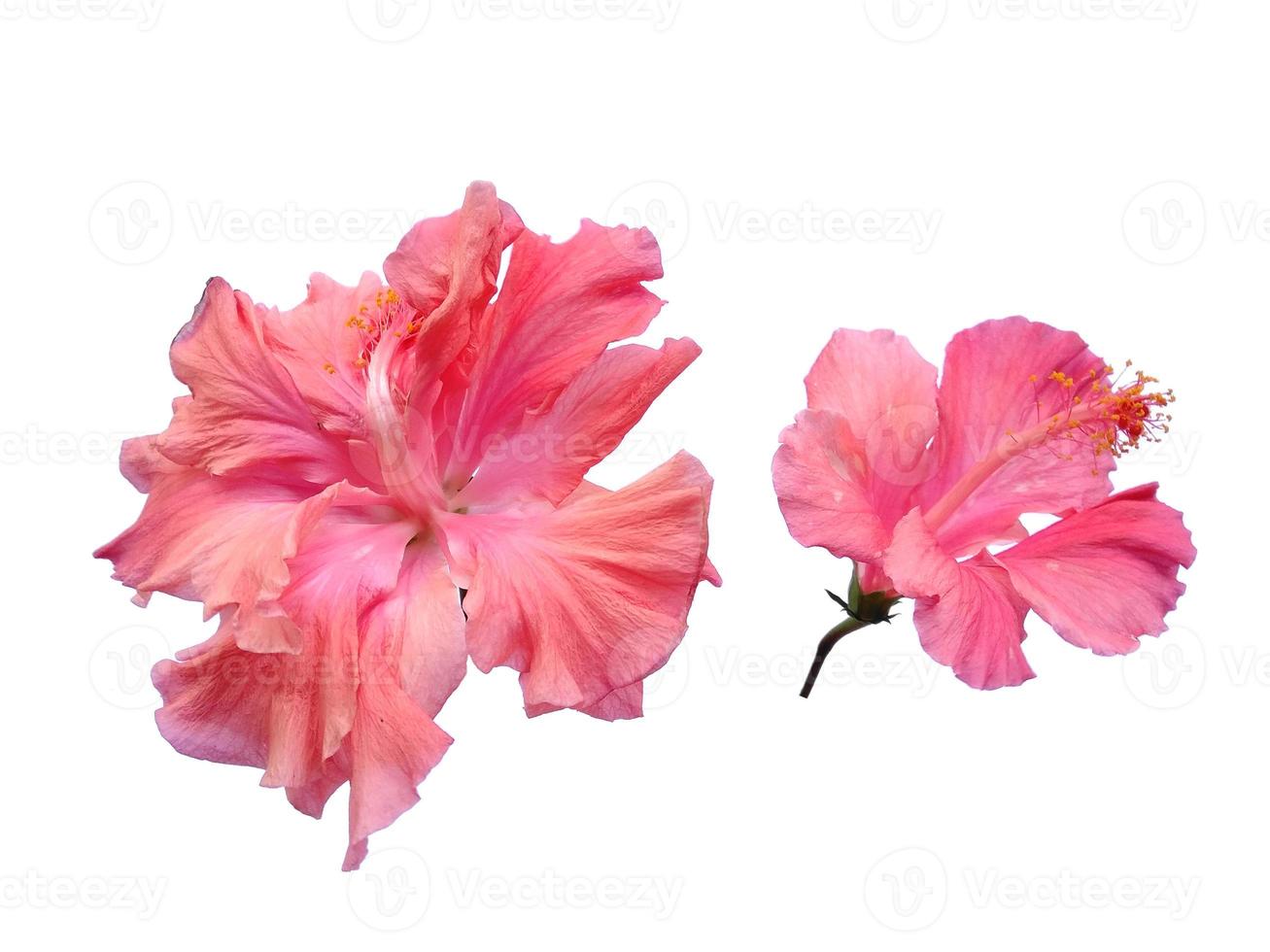 flor de cultivo de hibisco aislado sobre fondo blanco foto