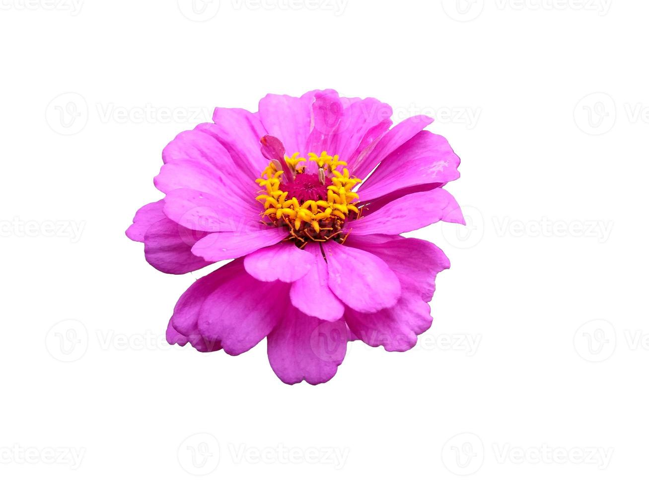 Dahlia flower isolated on white background photo