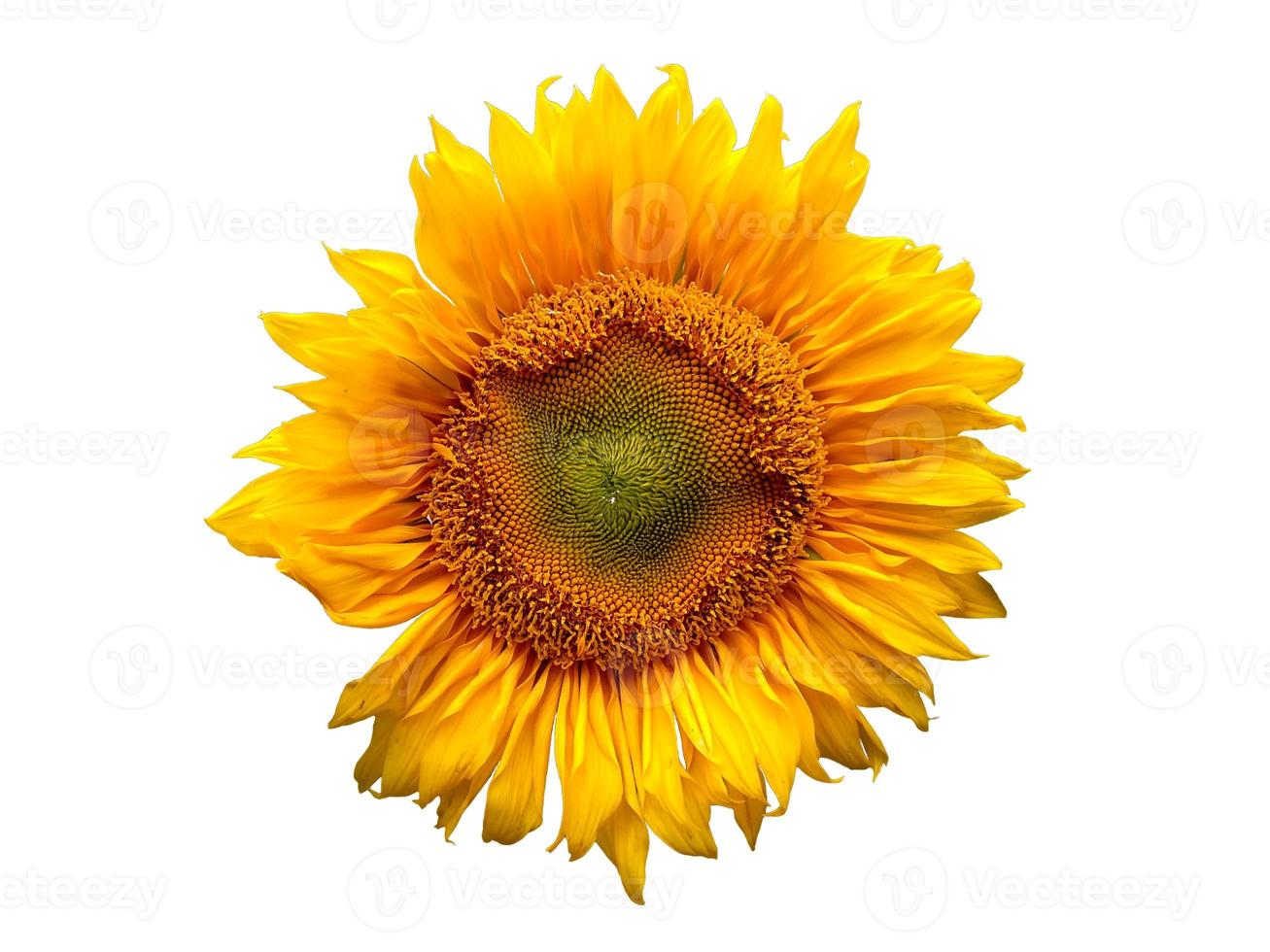 Sunflower isolated on white background photo