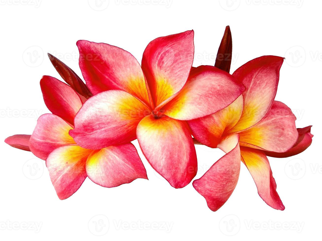 Plumeria or Frangipani flower isolated on white background photo