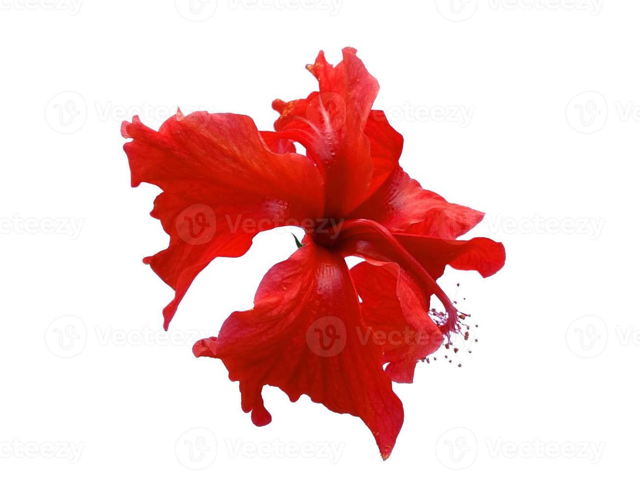 Hibiscus flower or Rosemallows on white background photo