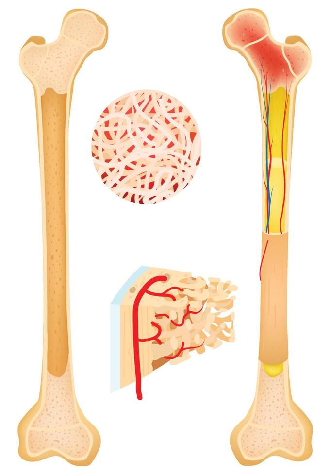 anatomía del hueso, hueso largo vector