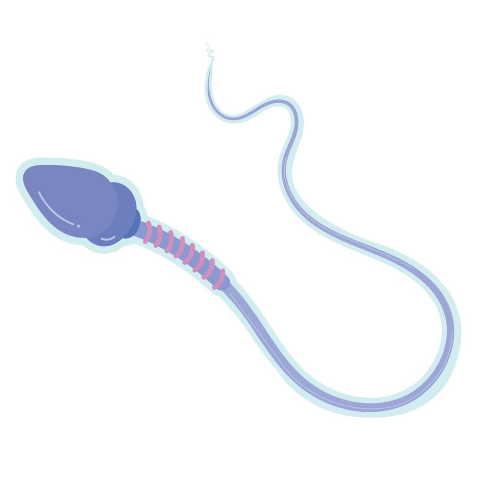 Structure and function of Sperm. vector