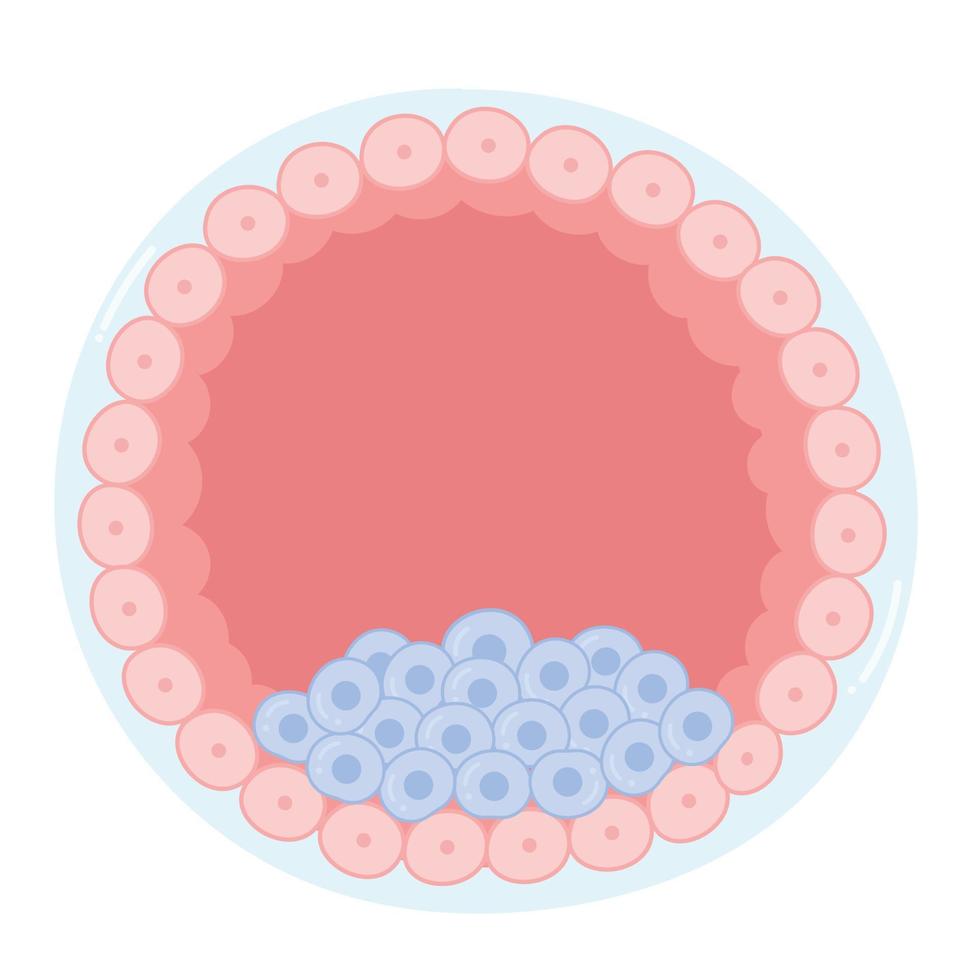 Anatomy of a blastocyst. vector