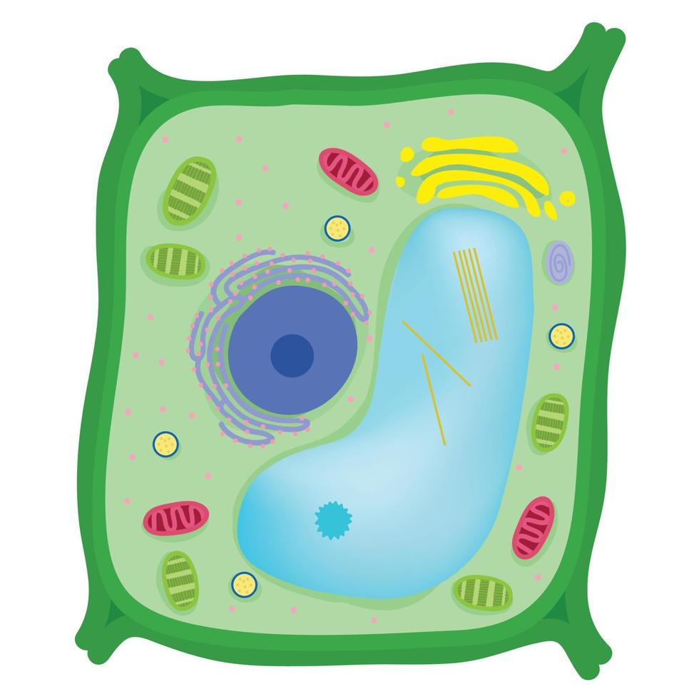 Anatomy of an plant cell. 6715302 Vector Art at Vecteezy