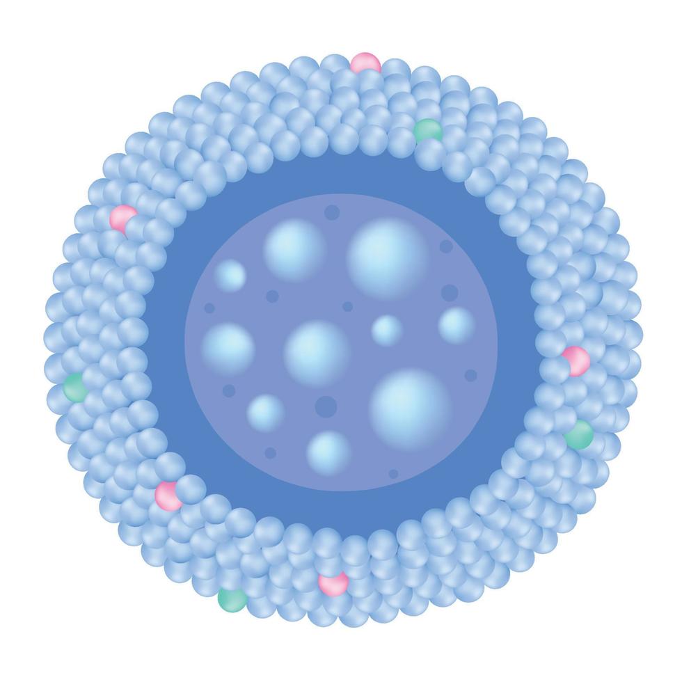 Lysosomes of the cell. vector