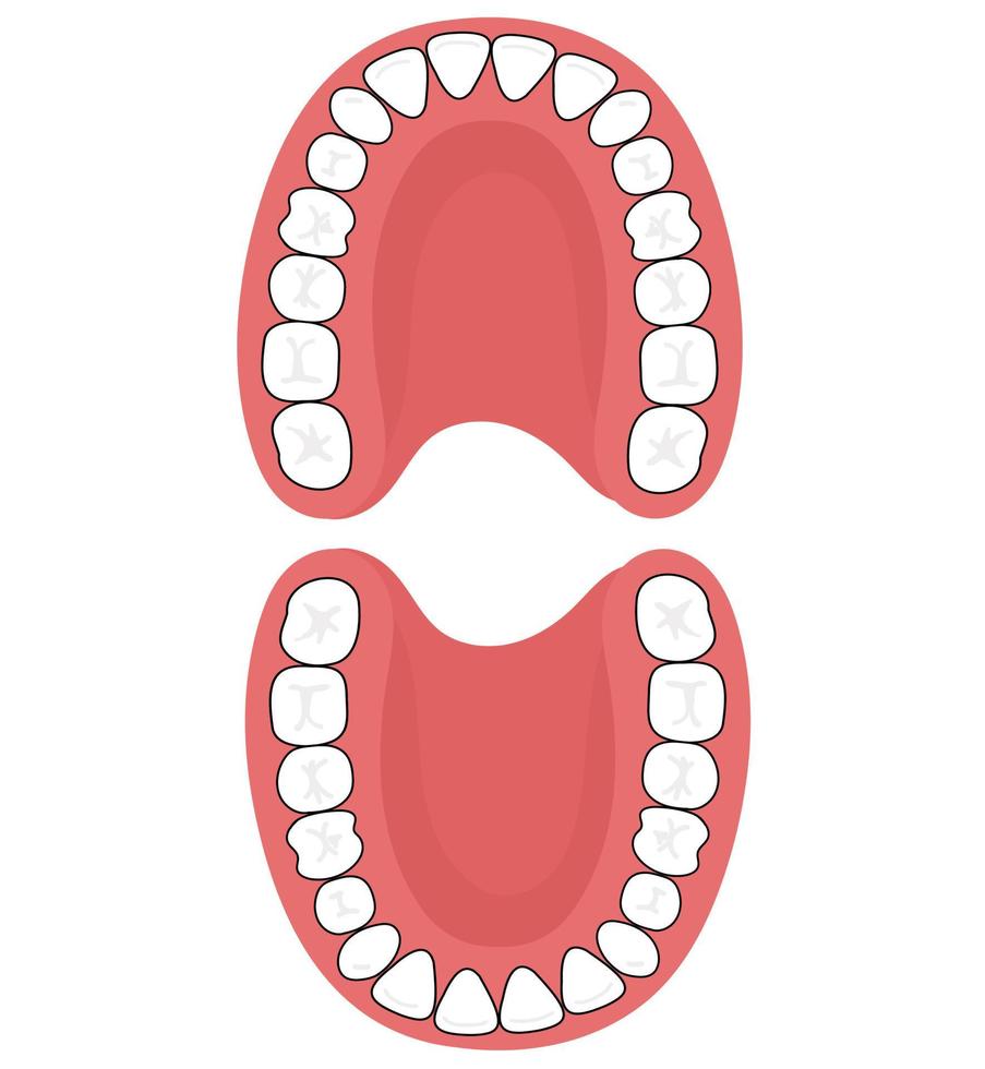 The permanent teeth. vector