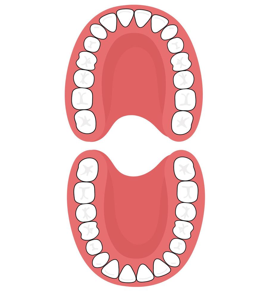 los dientes permanentes. vector