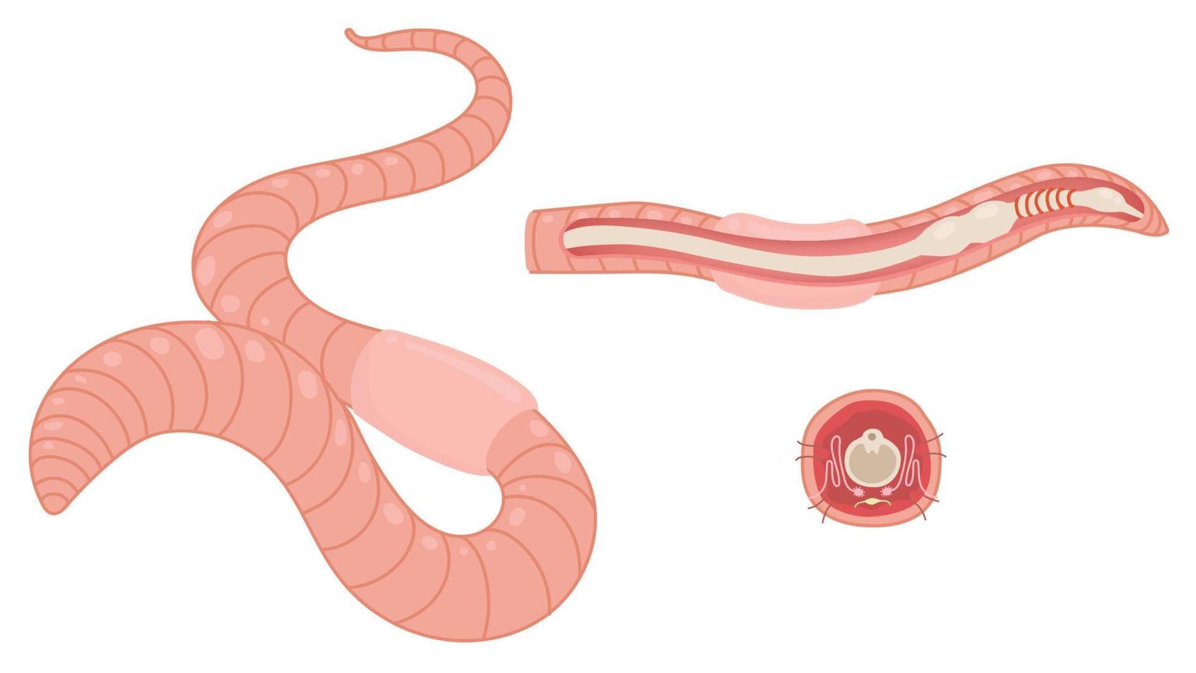 Diagram and Anatomy of Earthworm. vector