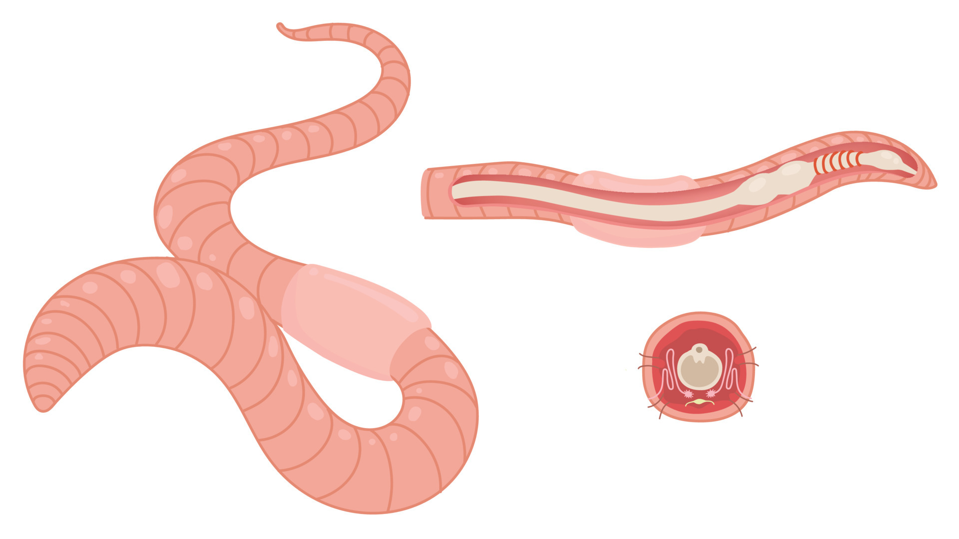 Diagram and Anatomy of Earthworm. 6715310 Vector Art at Vecteezy