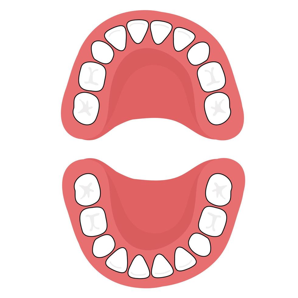 A baby's 20 primary teeth. vector