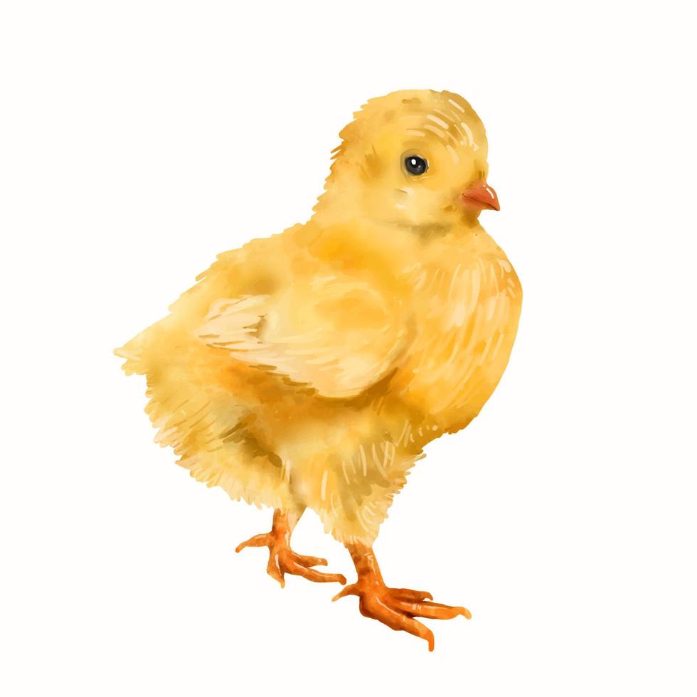 pollo bebé acuarela aislado sobre fondo blanco. pequeño pollo amarillo.  ilustración vectorial 6717258 Vector en Vecteezy