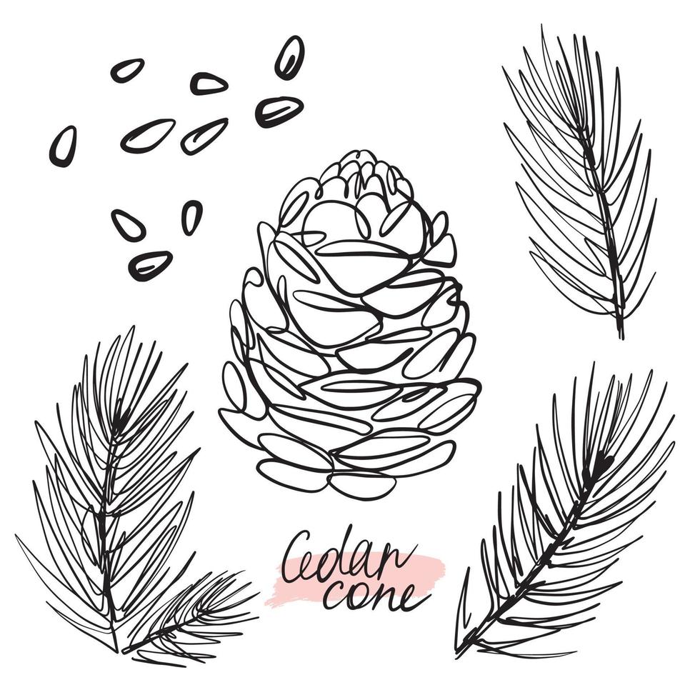 Hand drawing of forest, pine cones with twigs vector