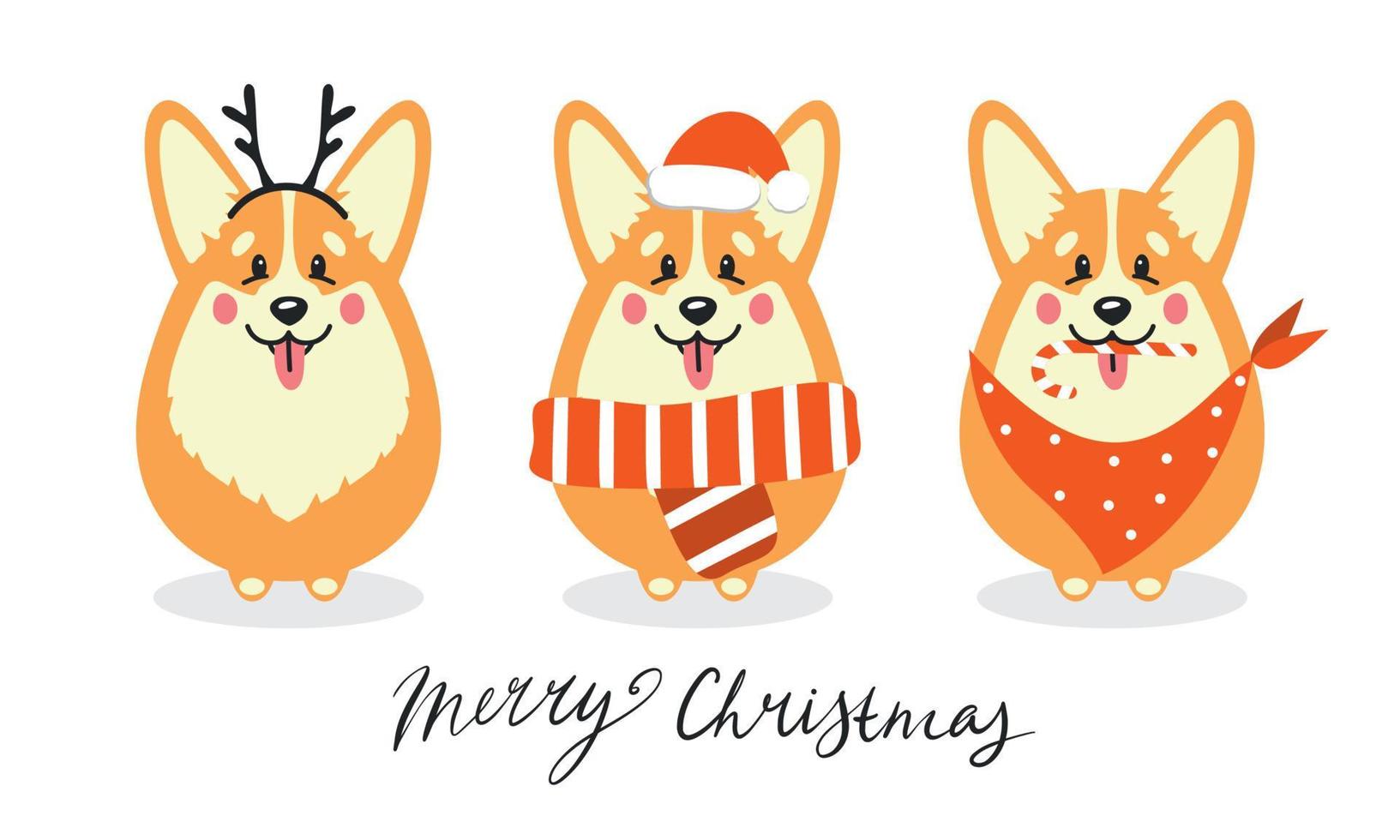 Cute corgi dogs in a Christmas hat, scarf vector