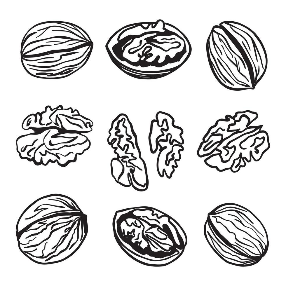 Walnuts, peeled and shelled, hand-drawn vector