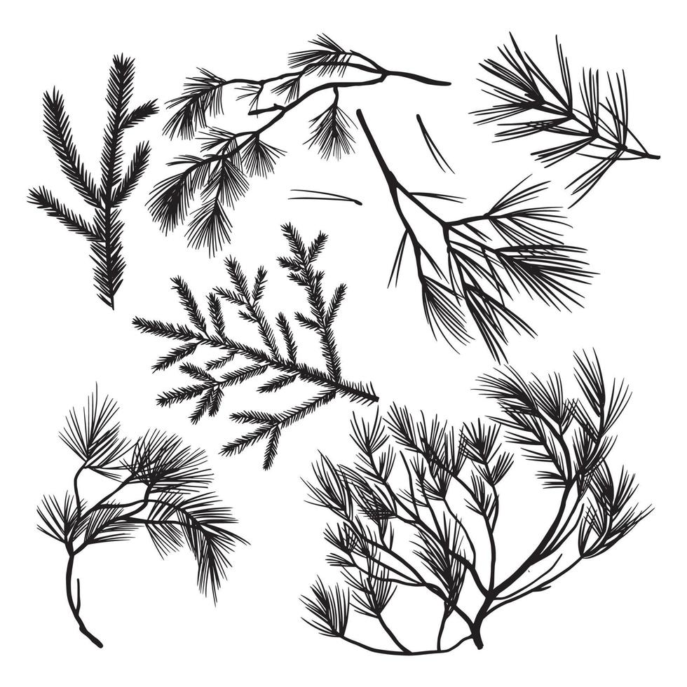 Branches of coniferous trees drawn by hand vector