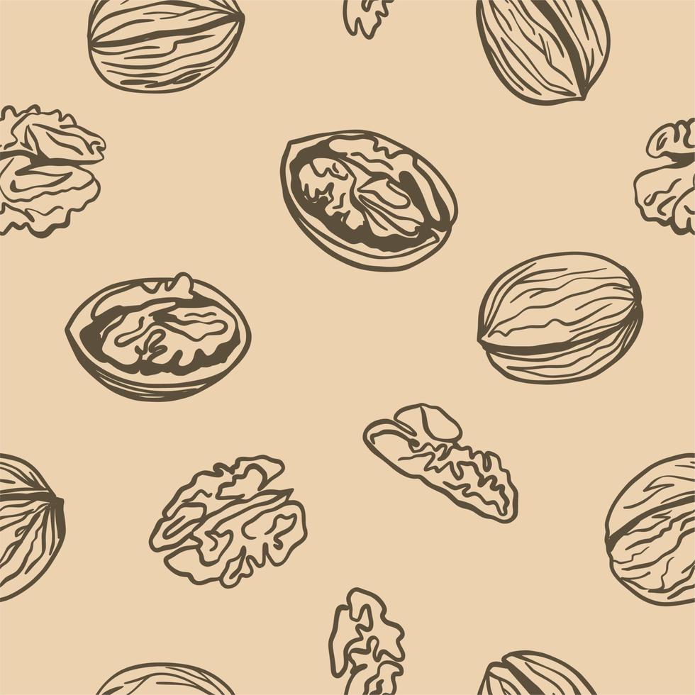 Walnuts, peeled and shelled, hand-drawn vector