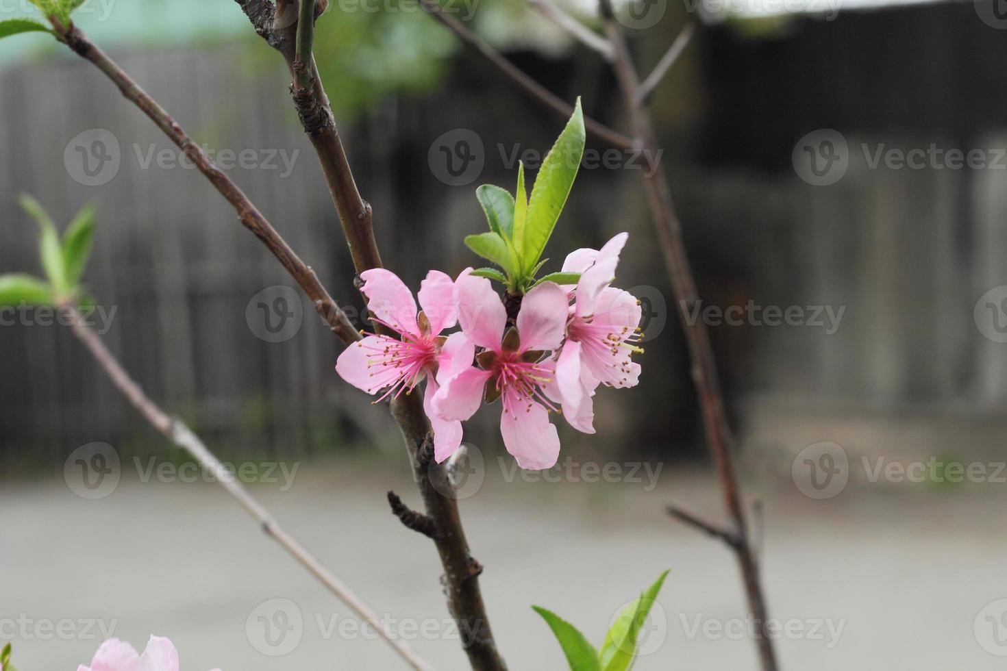 Flowers of the cherry blossoms in spring photo