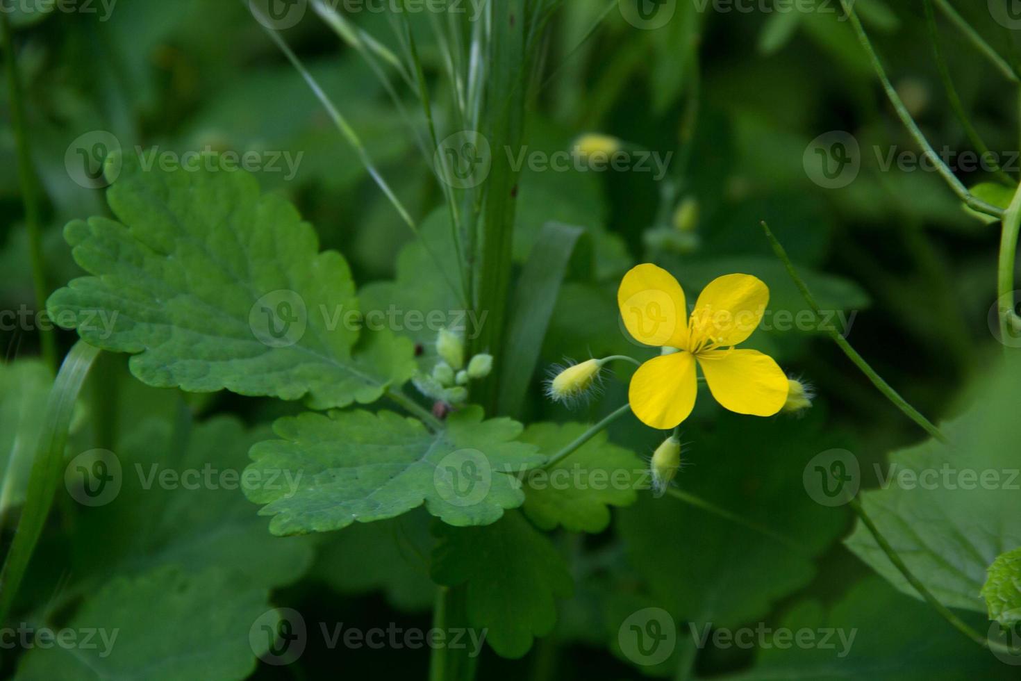 early morning flowers yellow celandine photo