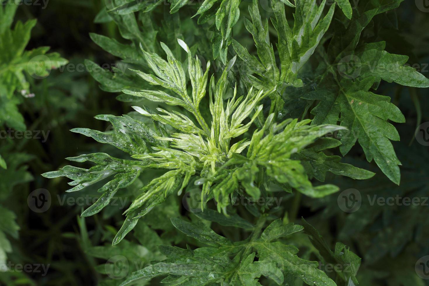 gotas de rocío en hojas verdes foto