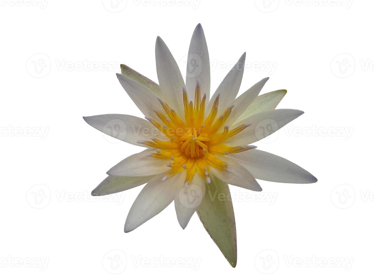 Lotus flower isolated on white background photo