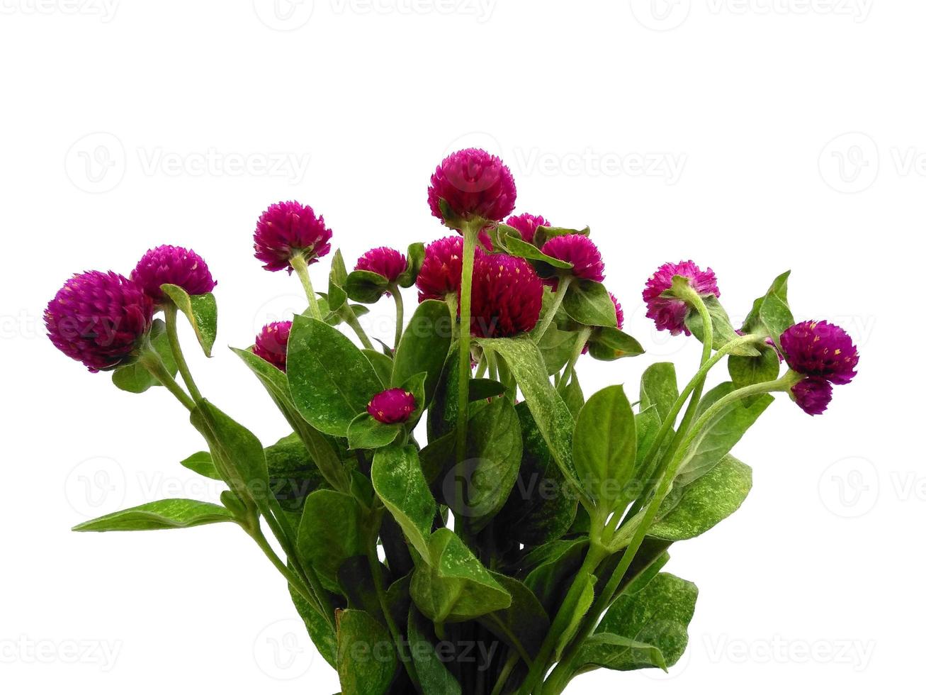 Globe amaranth or Gomphrena globosa green leaf on white background photo