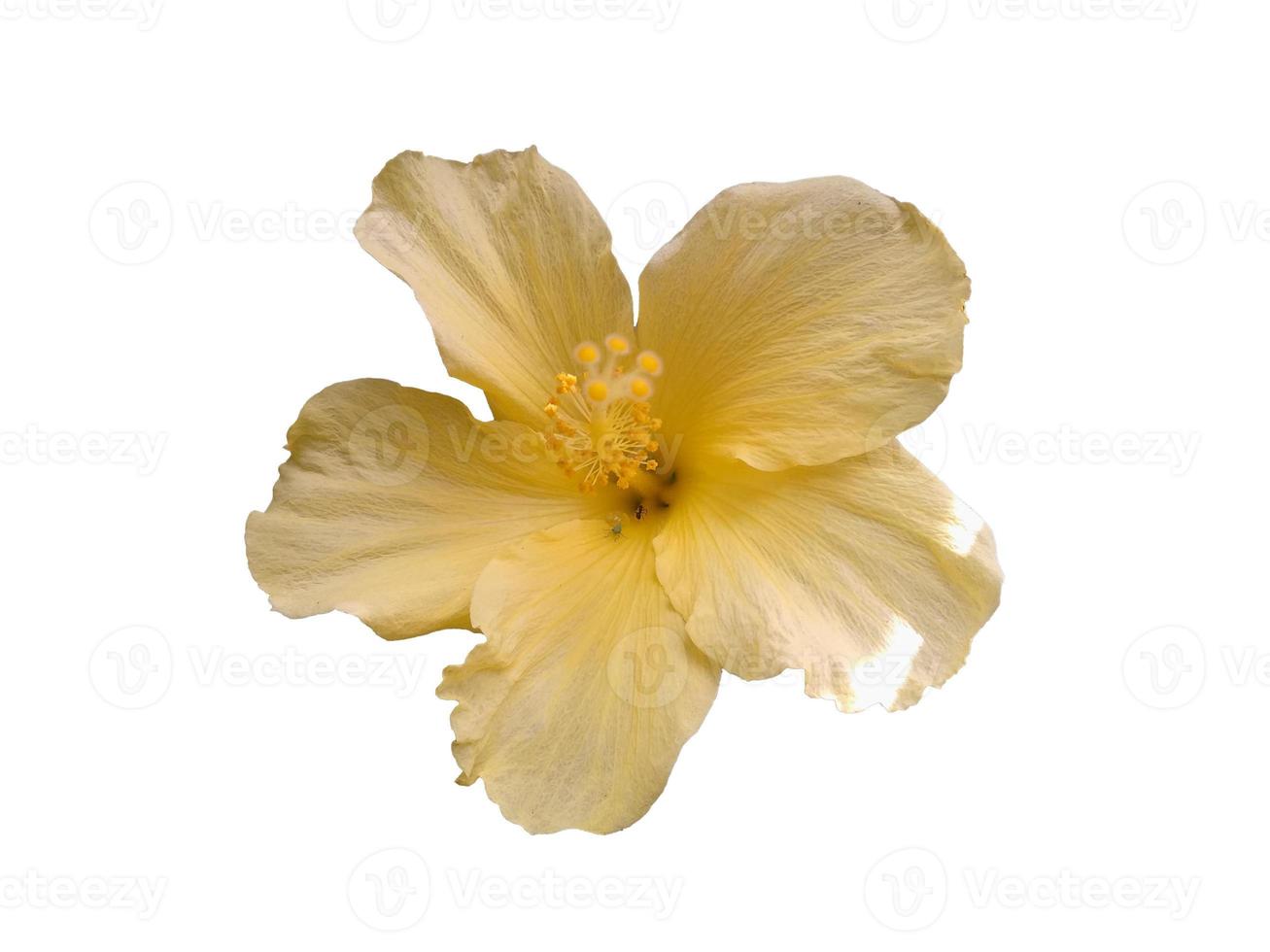 flor de cultivo de hibisco aislado sobre fondo blanco foto